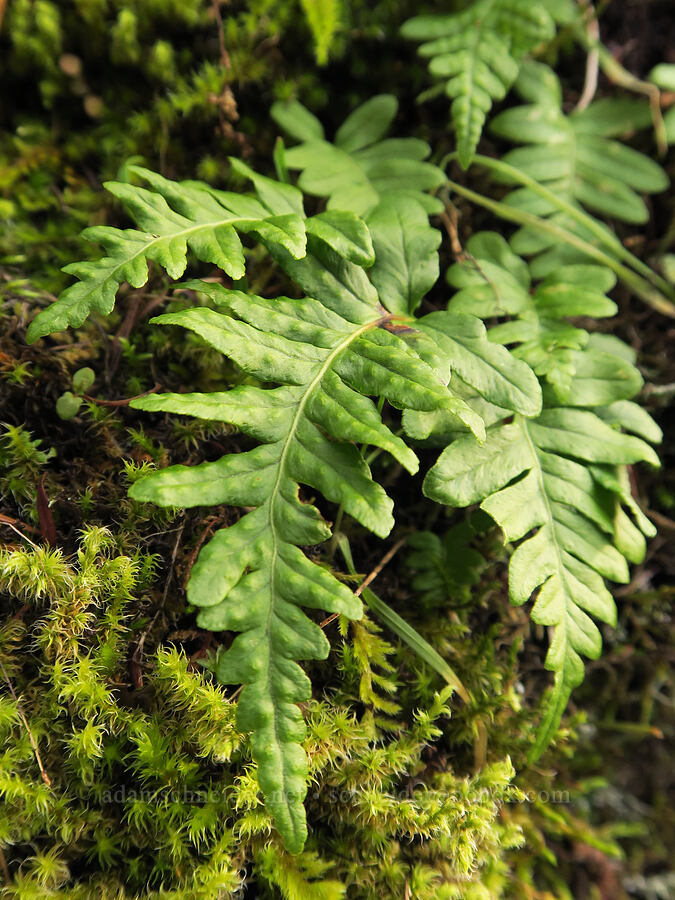 licorice fern (Polypodium glycyrrhiza) [Augspurger Trail, Gifford Pinchot National Forest, Skamania County, Washington]