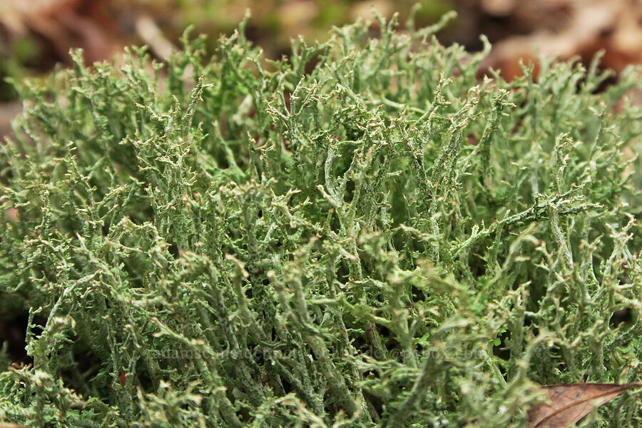 reindeer lichen (Cladonia sp.) [Augspurger Trail, Gifford Pinchot National Forest, Skamania County, Washington]