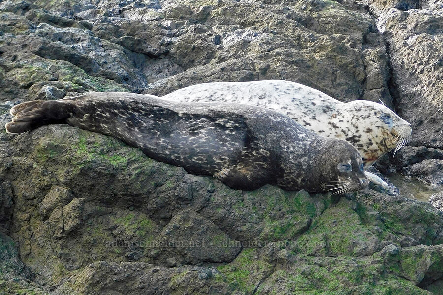 harbor seals (Phoca vitulina) [Quarry Cove, Yaquina Head Outstanding Natural Area, Lincoln County, Oregon]