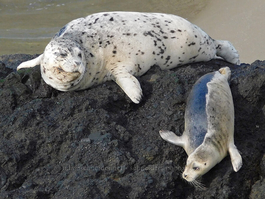 harbor seals (Phoca vitulina) [Quarry Cove, Yaquina Head Outstanding Natural Area, Lincoln County, Oregon]