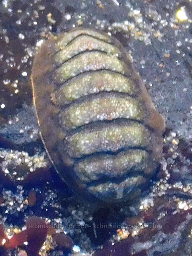 chiton [Cobble Beach, Yaquina Head Outstanding Natural Area, Lincoln County, Oregon]