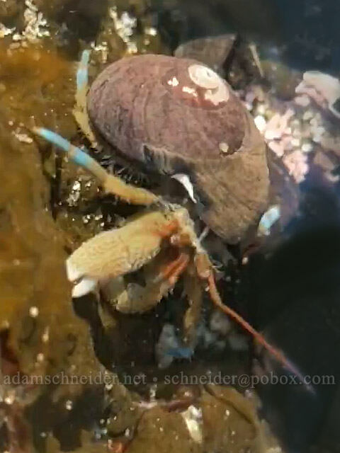 blue-banded hermit crab (Pagurus samuelis) [Cobble Beach, Yaquina Head Outstanding Natural Area, Lincoln County, Oregon]