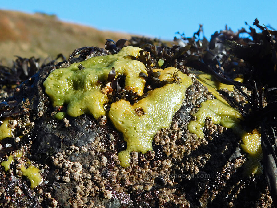 yellow encrusting sponge (Halichondria panicea) [Cobble Beach, Yaquina Head Outstanding Natural Area, Lincoln County, Oregon]