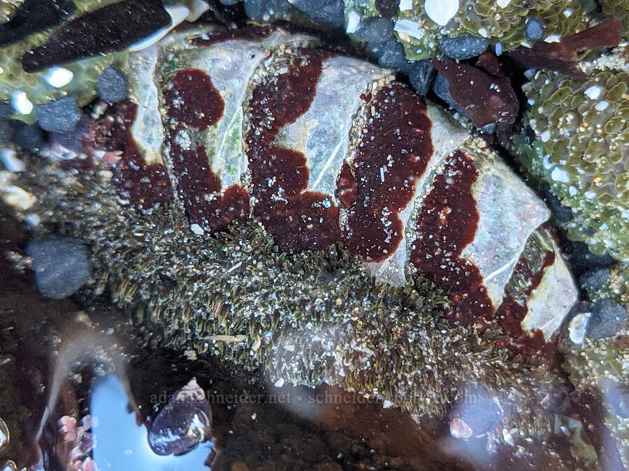 mossy chiton covered in red stuff (Mopalia muscosa) [Cobble Beach, Yaquina Head Outstanding Natural Area, Lincoln County, Oregon]