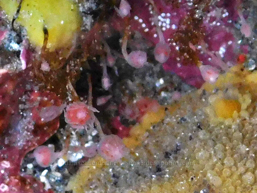 pink-mouth hydroids (Ectopleura marina) [Cobble Beach, Yaquina Head Outstanding Natural Area, Lincoln County, Oregon]