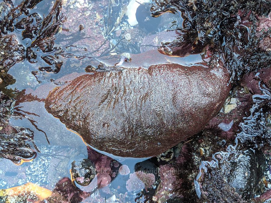 gumboot chiton (Cryptochiton stelleri) [Cobble Beach, Yaquina Head Outstanding Natural Area, Lincoln County, Oregon]