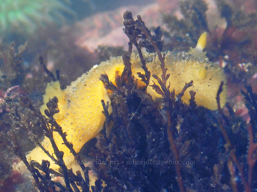Monterey sea-lemon (nudibranch) (Doris montereyensis (Archidoris montereyensis)) [Cobble Beach, Yaquina Head Outstanding Natural Area, Lincoln County, Oregon]
