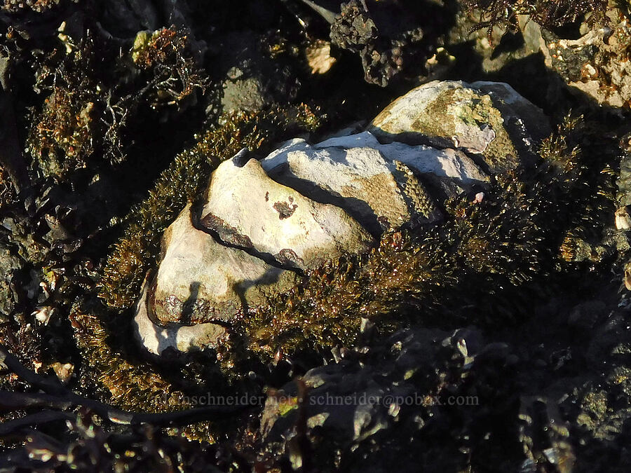 mossy chiton (Mopalia muscosa) [Cobble Beach, Yaquina Head Outstanding Natural Area, Lincoln County, Oregon]