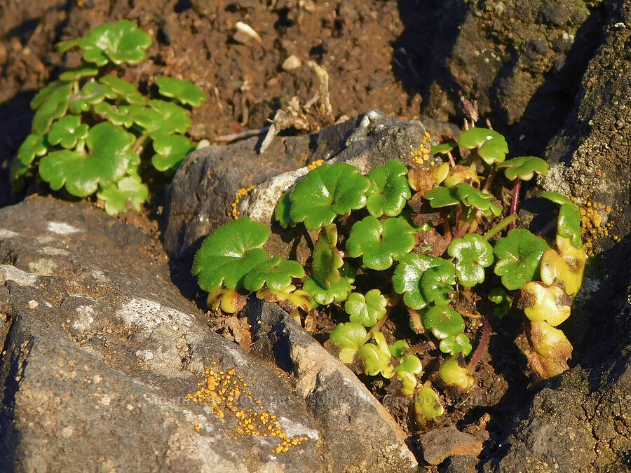 Tracy's mist-maiden leaves (Romanzoffia tracyi) [Cobble Beach, Yaquina Head Outstanding Natural Area, Lincoln County, Oregon]