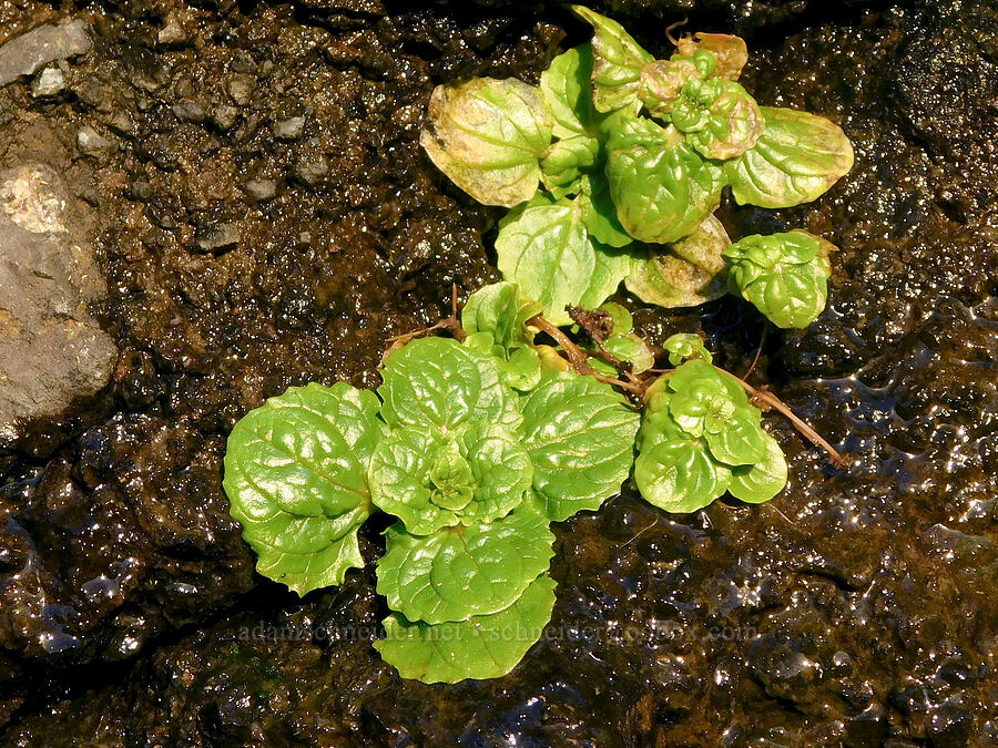 magnificent monkeyflower leaves (Erythranthe grandis (Mimulus grandis)) [Cobble Beach, Yaquina Head Outstanding Natural Area, Lincoln County, Oregon]