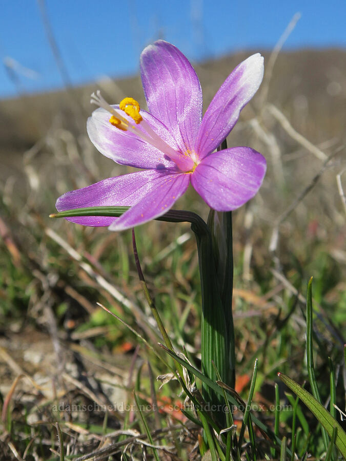stripey grass-widow (Olsynium douglasii) [Columbia Hills State Park, Klickitat County, Washington]