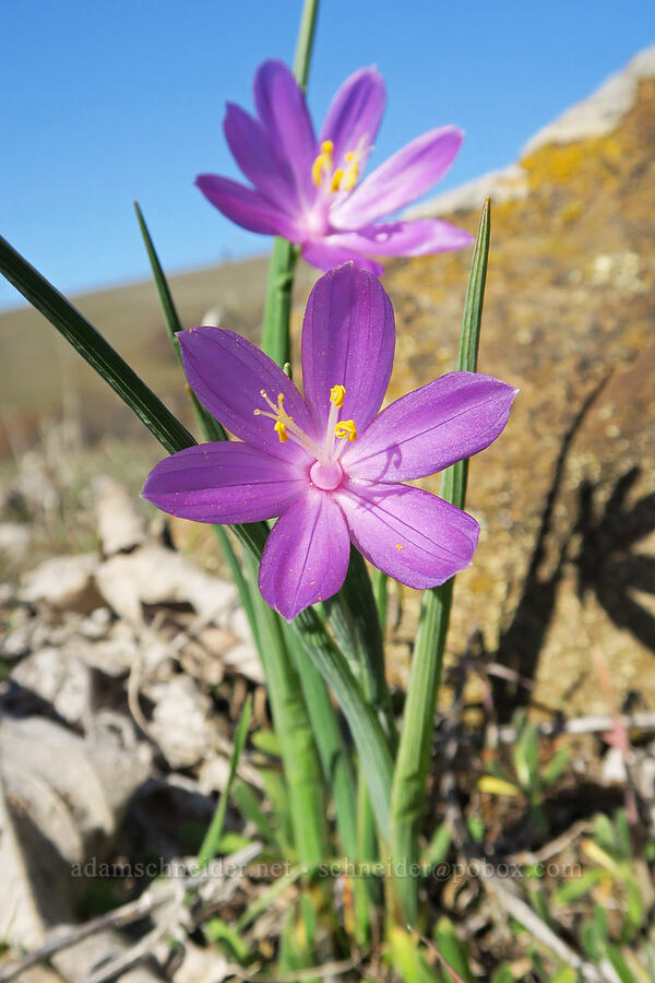 inflated grass-widow? (Olsynium inflatum (Olsynium douglasii var. inflatum)) [Columbia Hills State Park, Klickitat County, Washington]