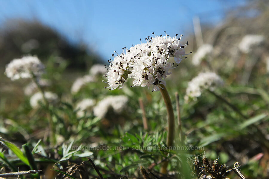 Gorman's desert parsley (salt-and-pepper) (Lomatium gormanii) [Columbia Hills State Park, Klickitat County, Washington]