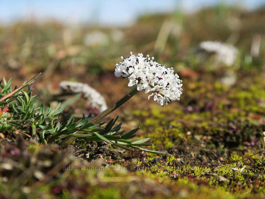 Gorman's desert parsley (salt-and-pepper) (Lomatium gormanii) [Horsethief Butte, Klickitat County, Washington]