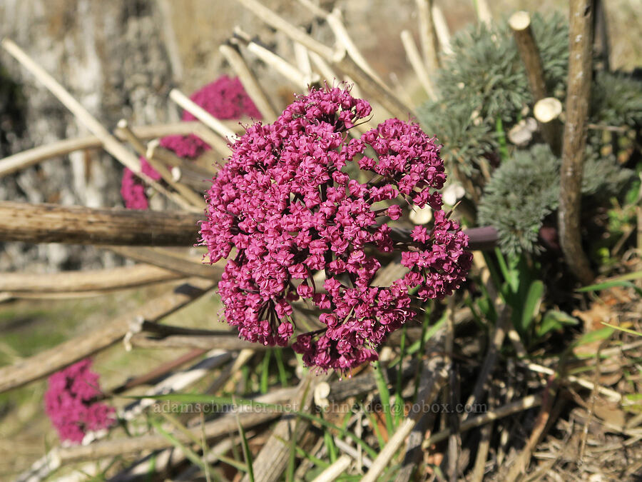 Columbia desert parsley (Lomatium columbianum) [Doug's Beach State Park, Klickitat County, Washington]