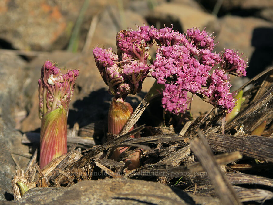 Columbia desert parsley, emerging (Lomatium columbianum) [Doug's Beach State Park, Klickitat County, Washington]