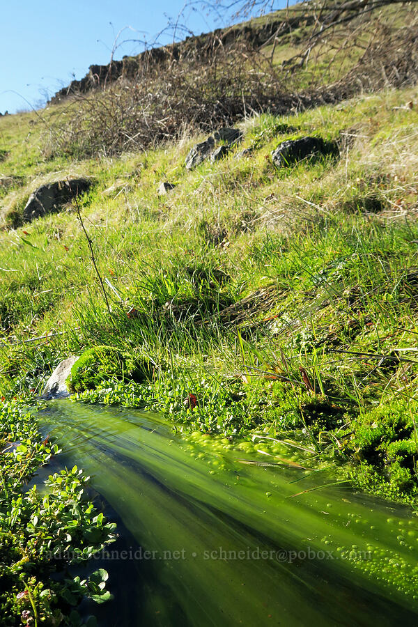 bright green algae [Doug's Beach State Park, Klickitat County, Washington]