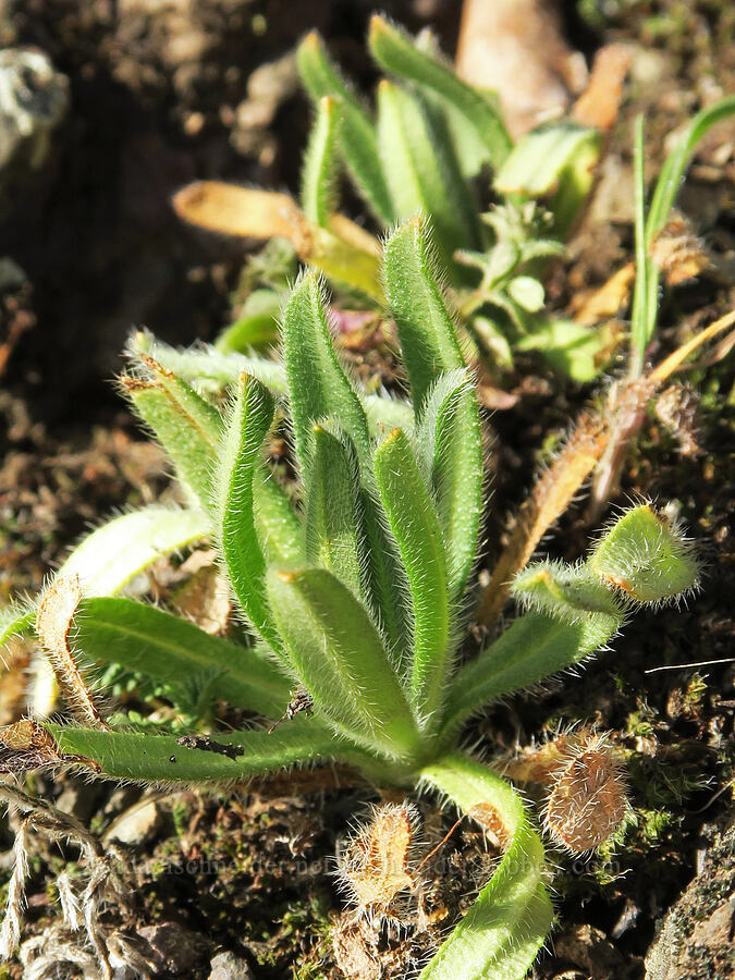 fiddleneck leaves (Amsinckia sp.) [Doug's Beach State Park, Klickitat County, Washington]