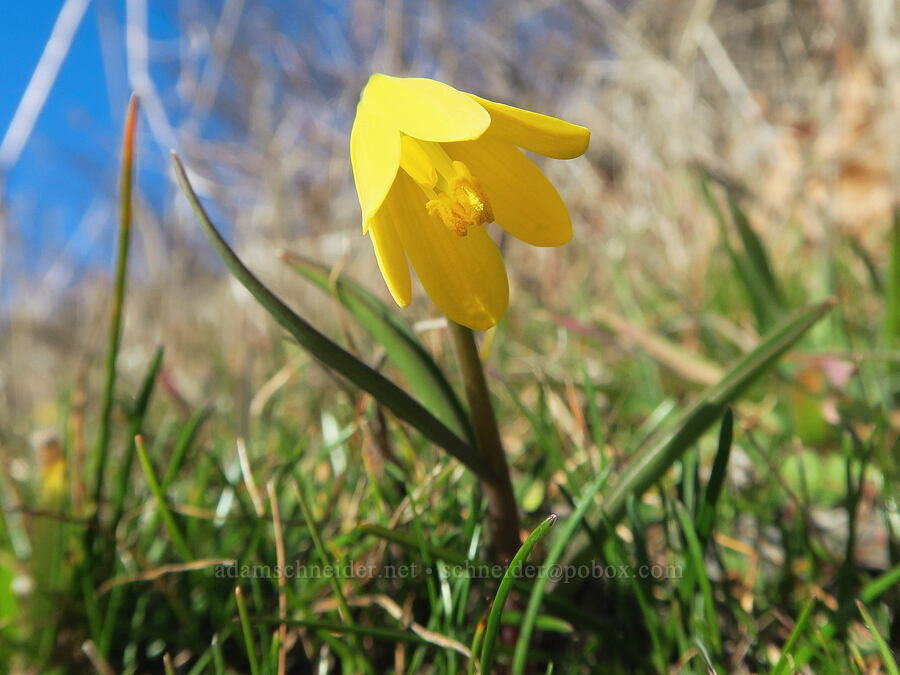 yellow bells (Fritillaria pudica) [Doug's Beach State Park, Klickitat County, Washington]