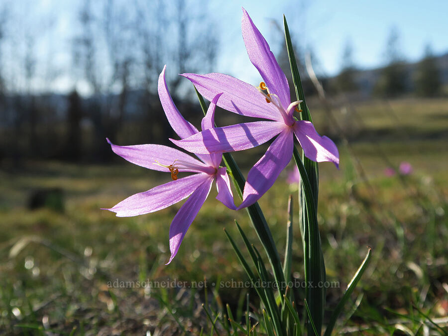 grass-widows (Olsynium douglasii) [Catherine Creek, Klickitat County, Washington]