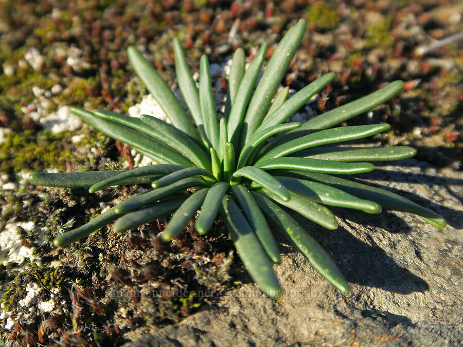 bitterroot leaves (Lewisia rediviva) [Catherine Creek, Klickitat County, Washington]