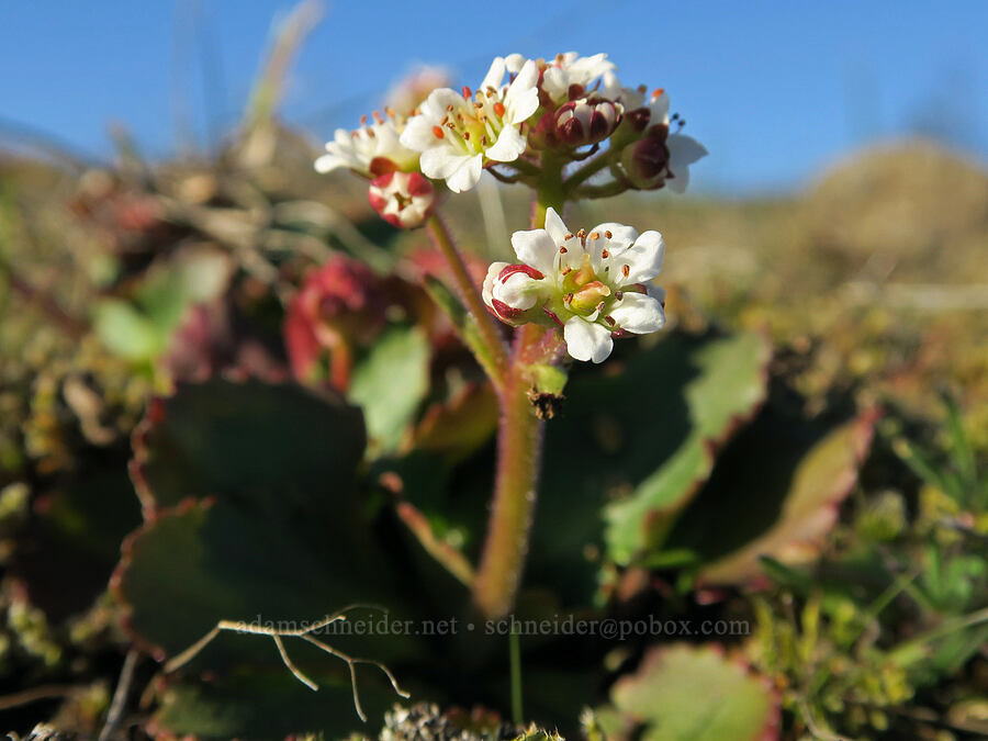 rusty-hair saxifrage (Micranthes rufidula (Saxifraga occidentalis ssp. rufidula)) [Catherine Creek, Klickitat County, Washington]