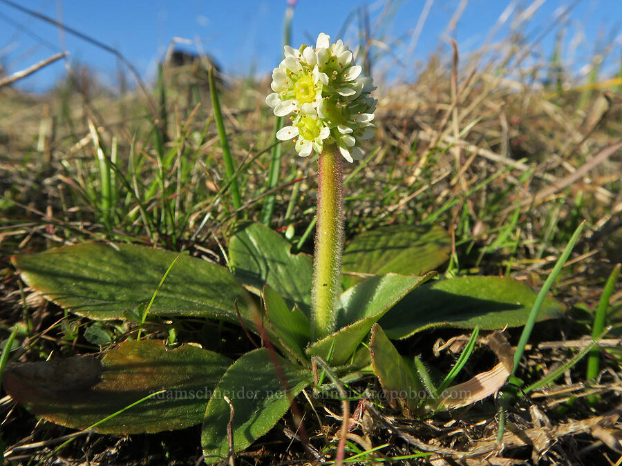 whole-leaf saxifrage (Micranthes integrifolia (Saxifraga integrifolia)) [Catherine Creek, Klickitat County, Washington]
