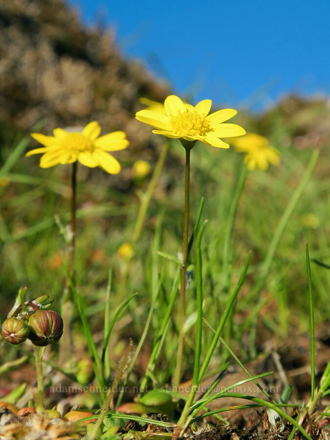 gold stars (Crocidium multicaule) [The Labyrinth, Klickitat County, Washington]
