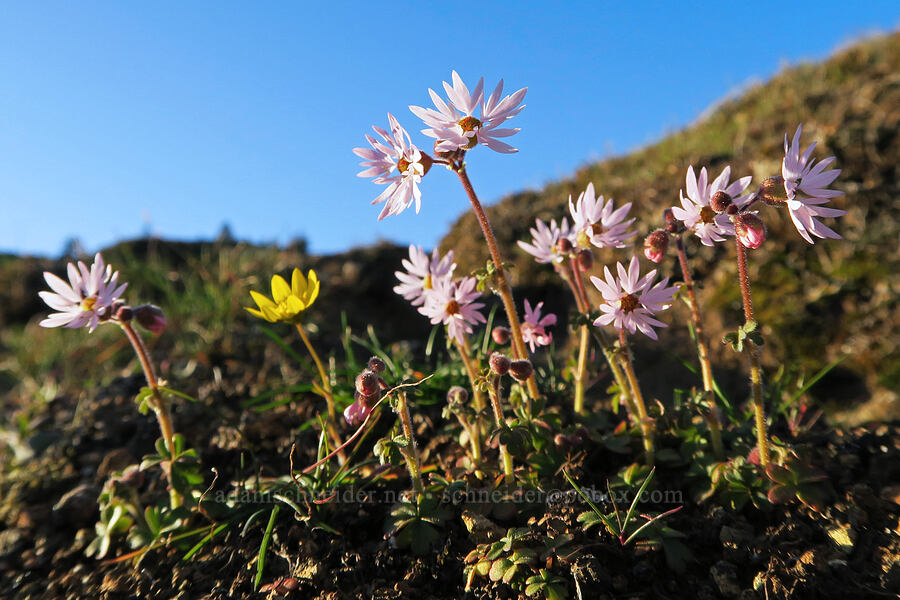 prairie stars (and a gold star) (Lithophragma glabrum, Crocidium multicaule) [The Labyrinth, Klickitat County, Washington]