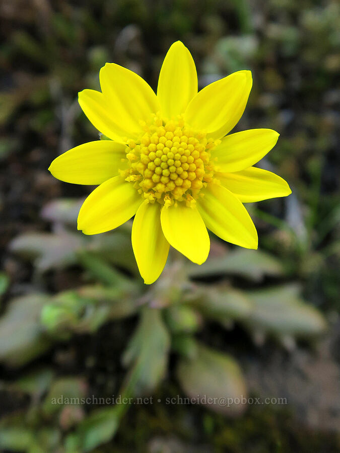 gold star (Crocidium multicaule) [The Labyrinth, Klickitat County, Washington]