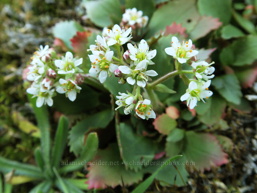 rusty-hair saxifrage (Micranthes rufidula (Saxifraga occidentalis ssp. rufidula)) [The Labyrinth, Klickitat County, Washington]