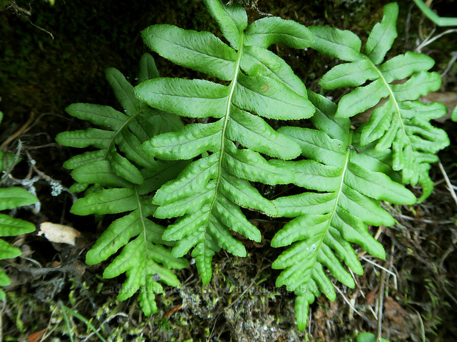 licorice fern (Polypodium glycyrrhiza) [The Labyrinth, Klickitat County, Washington]