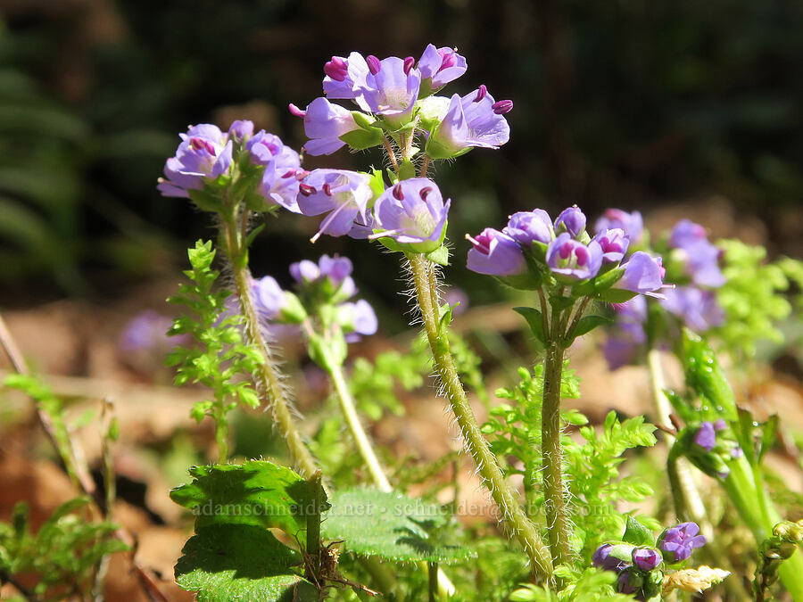 snow-queen (Synthyris reniformis (Veronica regina-nivalis)) [Shotgun Creek Recreation Site, Lane County, Oregon]
