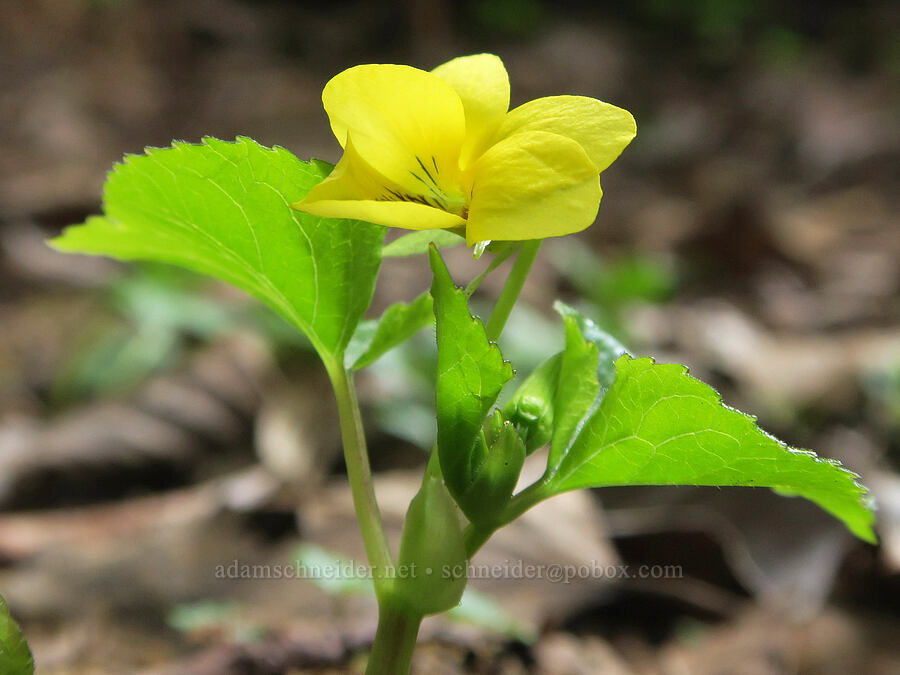 pioneer violet (Viola glabella) [Shotgun Creek Recreation Site, Lane County, Oregon]
