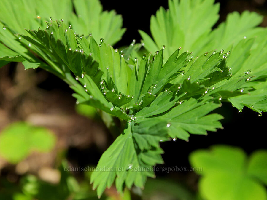 water droplets on bleeding heart leaves (Dicentra formosa) [Shotgun Creek Recreation Site, Lane County, Oregon]