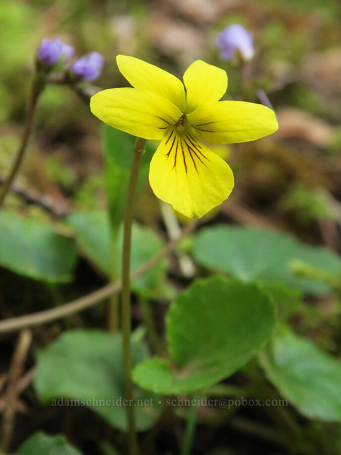 evergreen violet (Viola sempervirens) [Shotgun Creek Recreation Site, Lane County, Oregon]