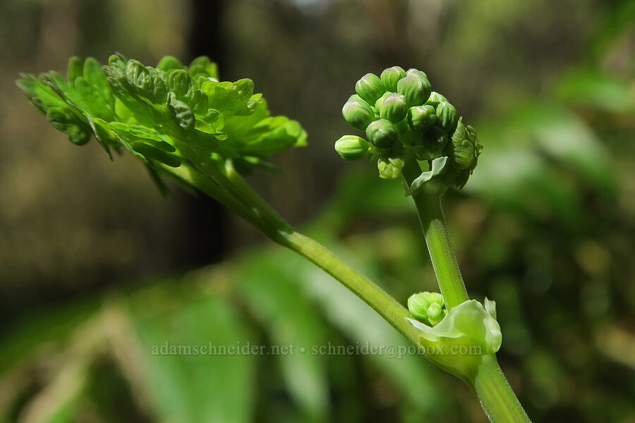 western meadow-rue, budding (Thalictrum occidentale) [Shotgun Creek Recreation Site, Lane County, Oregon]