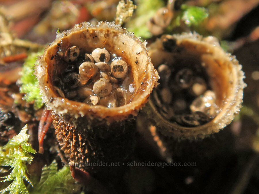 bird's-nest fungus (Nidula candida) [Shotgun Creek Recreation Site, Lane County, Oregon]