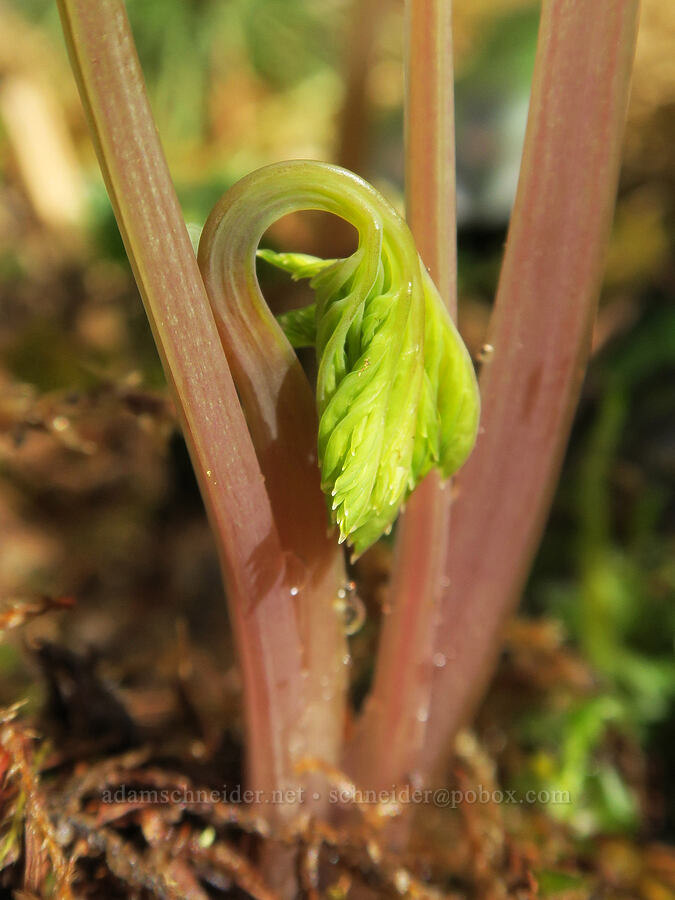 new bleeding heart leaves (Dicentra formosa) [Shotgun Creek Recreation Site, Lane County, Oregon]