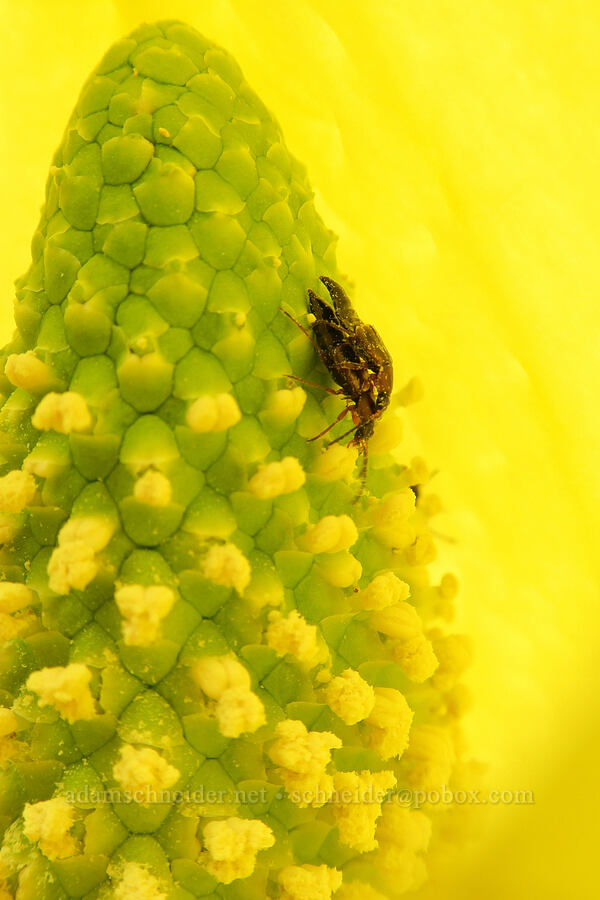 rove beetles on skunk cabbage (Pelecomalium sp., Lysichiton americanus) [Shotgun Creek Recreation Site, Lane County, Oregon]