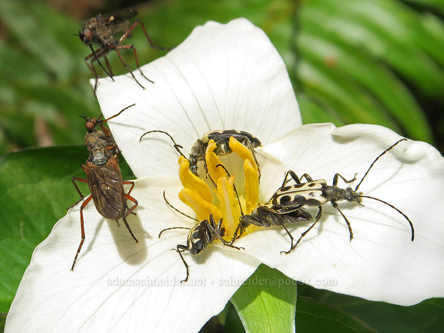 dance flies & longhorn flower beetles on trillium (Empis sp., Evodinus vancouveri (Evodinus monticola vancouveri), Trillium ovatum) [Shotgun Creek Recreation Site, Lane County, Oregon]