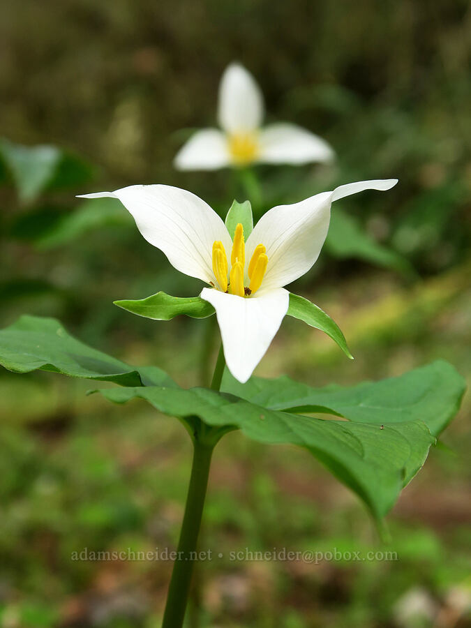 western trillium (Trillium ovatum) [Shotgun Creek Recreation Site, Lane County, Oregon]