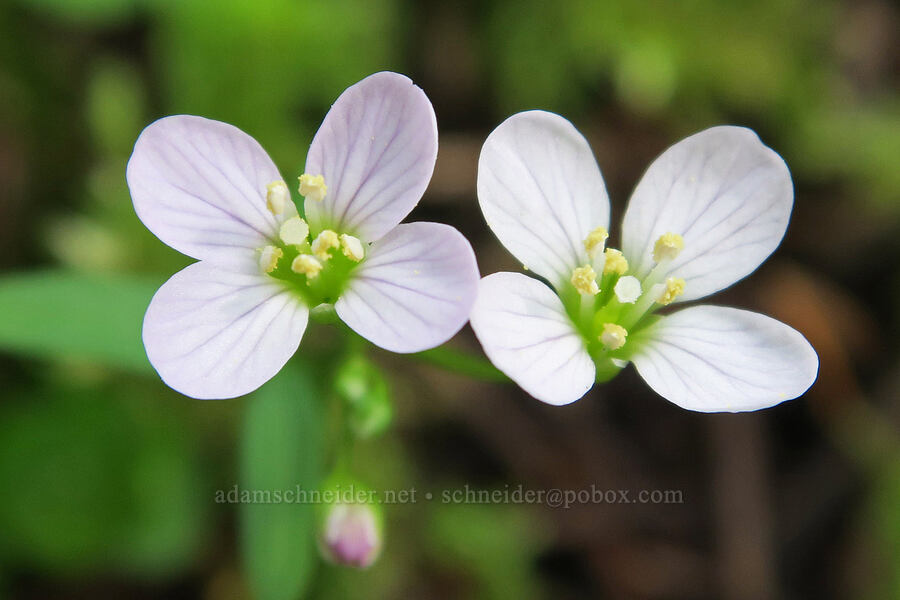 oaks toothwort (Cardamine nuttallii) [Shotgun Creek Recreation Site, Lane County, Oregon]