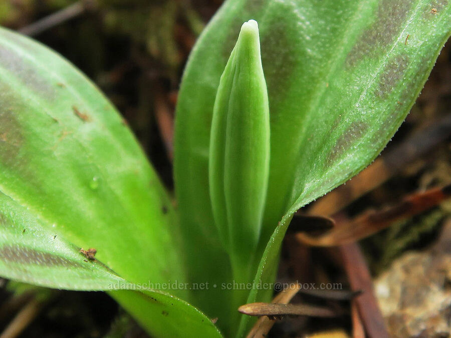 Oregon fawn lily, budding (Erythronium oregonum) [Shotgun Creek Recreation Site, Lane County, Oregon]