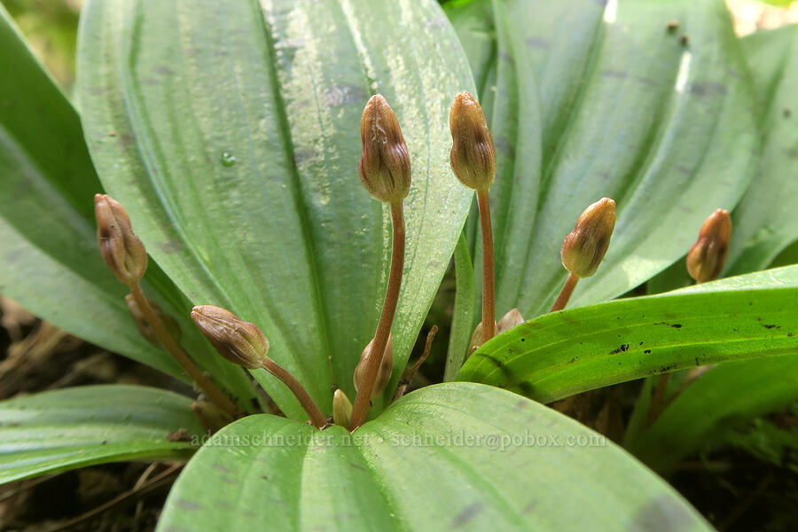 Oregon fetid adder's-tongue, budding (Scoliopus hallii) [Shotgun Creek Recreation Site, Lane County, Oregon]