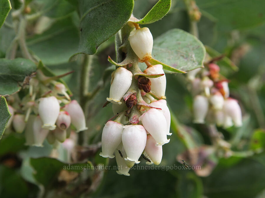 Columbia manzanita (Arctostaphylos columbiana) [Horse Rock Ridge, Linn County, Oregon]