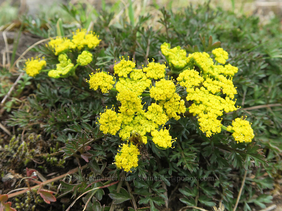 spring-gold desert parsley (Lomatium utriculatum) [Horse Rock Ridge, Linn County, Oregon]