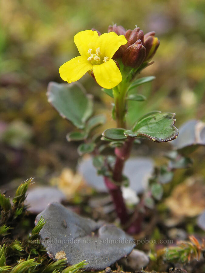 American winter-cress (Barbarea orthoceras) [Horse Rock Ridge, Linn County, Oregon]