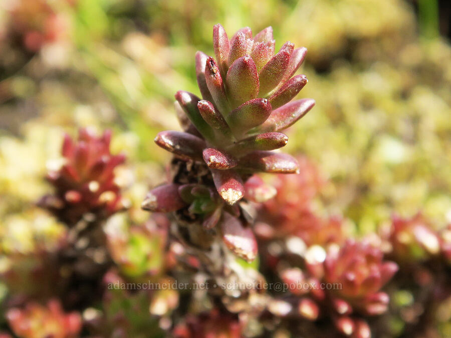 worm-leaf stonecrop leaves (Sedum stenopetalum) [Horse Rock Ridge, Linn County, Oregon]