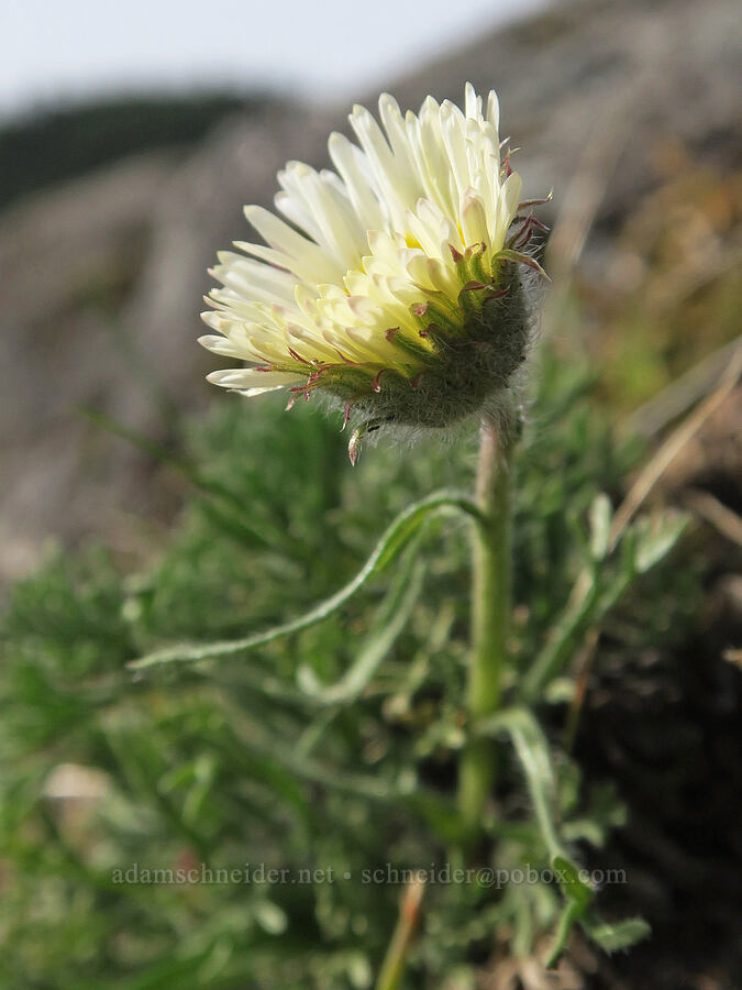 cut-leaf fleabane (Erigeron compositus) [Horse Rock Ridge, Linn County, Oregon]